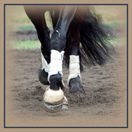 Hydro Ciser's can help your horse reach his maximum potential!