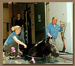 Post Surgery Recovery Pool for Horses by HydroHorse Equine Treadmill Systems